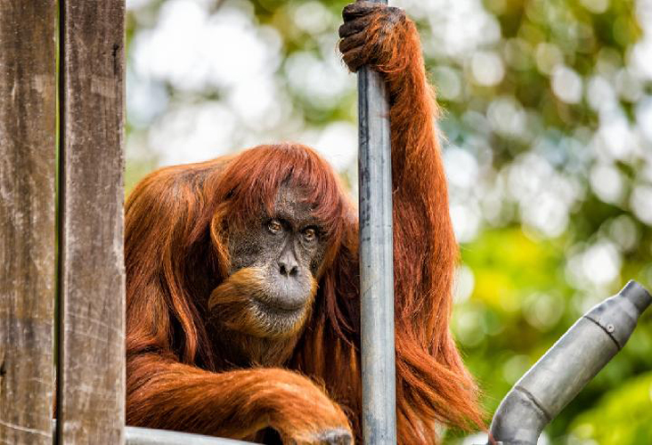 Puan, orangutan Sumatera tertua di dunia.