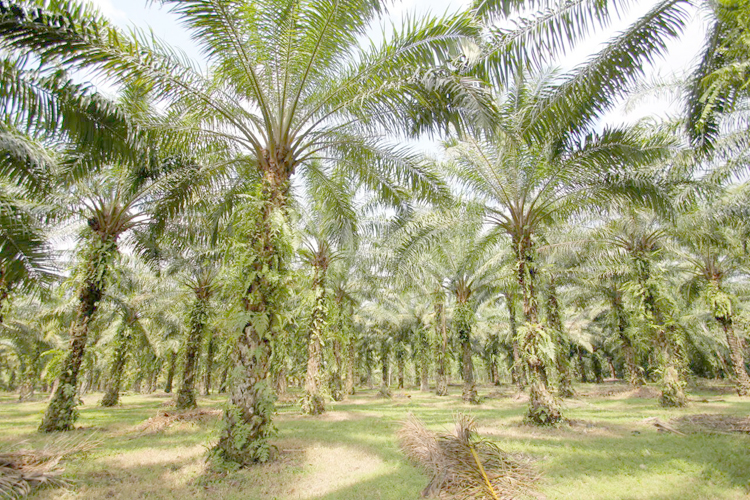 Kebun kelapa sawit