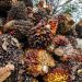 Pekerja mengumpulkan kelapa sawit di Desa Mulieng Manyang, Kecamatan Kuta Makmur, Aceh Utara, Aceh, Rabu (3/11/2021). Harga Tandan Buah Segar (TBS)  kelapa sawit di Aceh dari Rp1.800 perkilogram naik menjadi Rp3000 perkilogram  menyusul tingginya permintaan Crude Palm Oil (CPO) di pasar dan minimnya pasokan dampak terjadi penurunan produksi akibat musim treek. ANTARA FOTO/Rahmad/hp.
